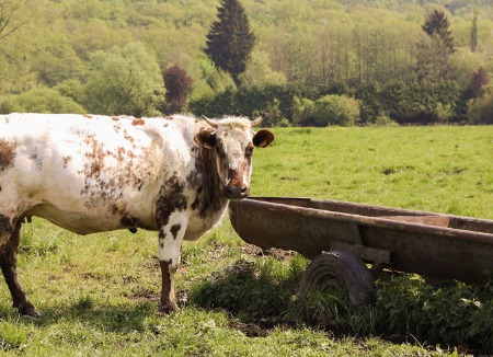 Grass Tetany (Hypomagnesemia)