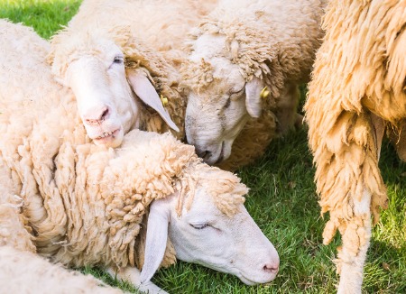 Fatty Liver Syndrome