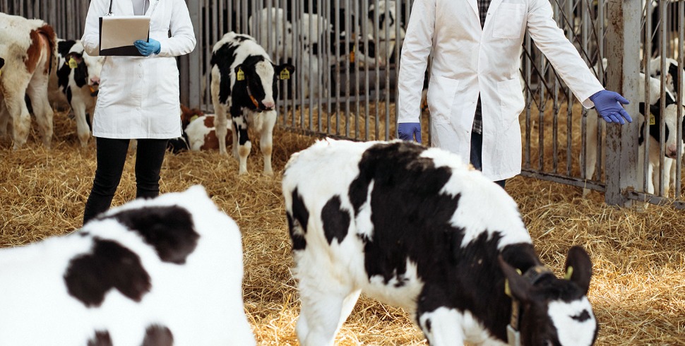 Acute Rumen Acidosis