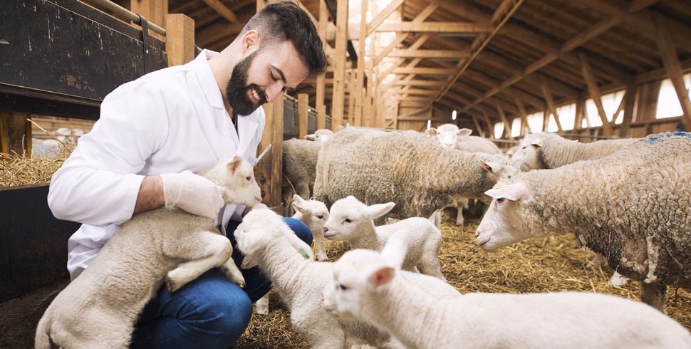 Hypocalcemia (Milk Fever / Parturient Paresis)