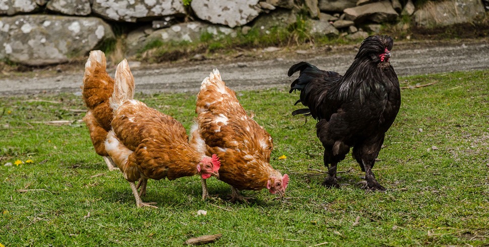 Mechanism of Action of Organic Acids and Essential Oils