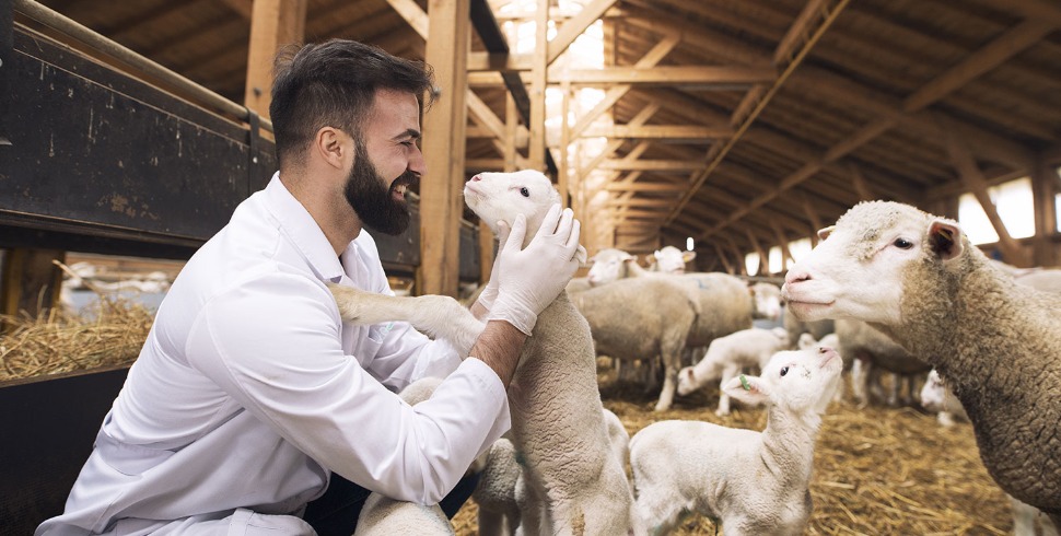 Reproductive Efficiency Issues