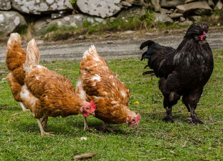 Organik Asitler ve Esansiyel Yağların Etki Mekanizması