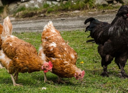 Isı Stresi Dönemlerinde Kanatlılarda Verimliliğin Korunması